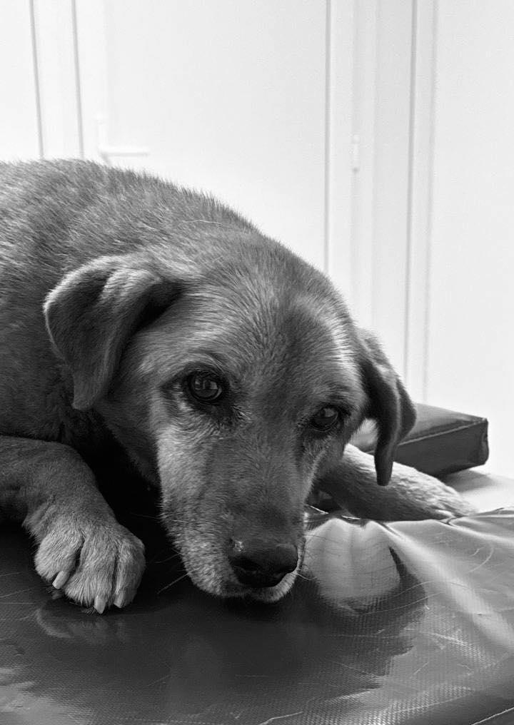 На Львівщині померла собака Найда: перестала дихати під час підготовки до операції