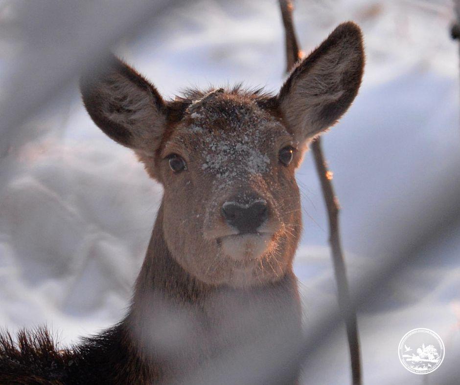Вагітні і щасливі: у Чорнобильському заповіднику очікують справжній «бембі-бум»