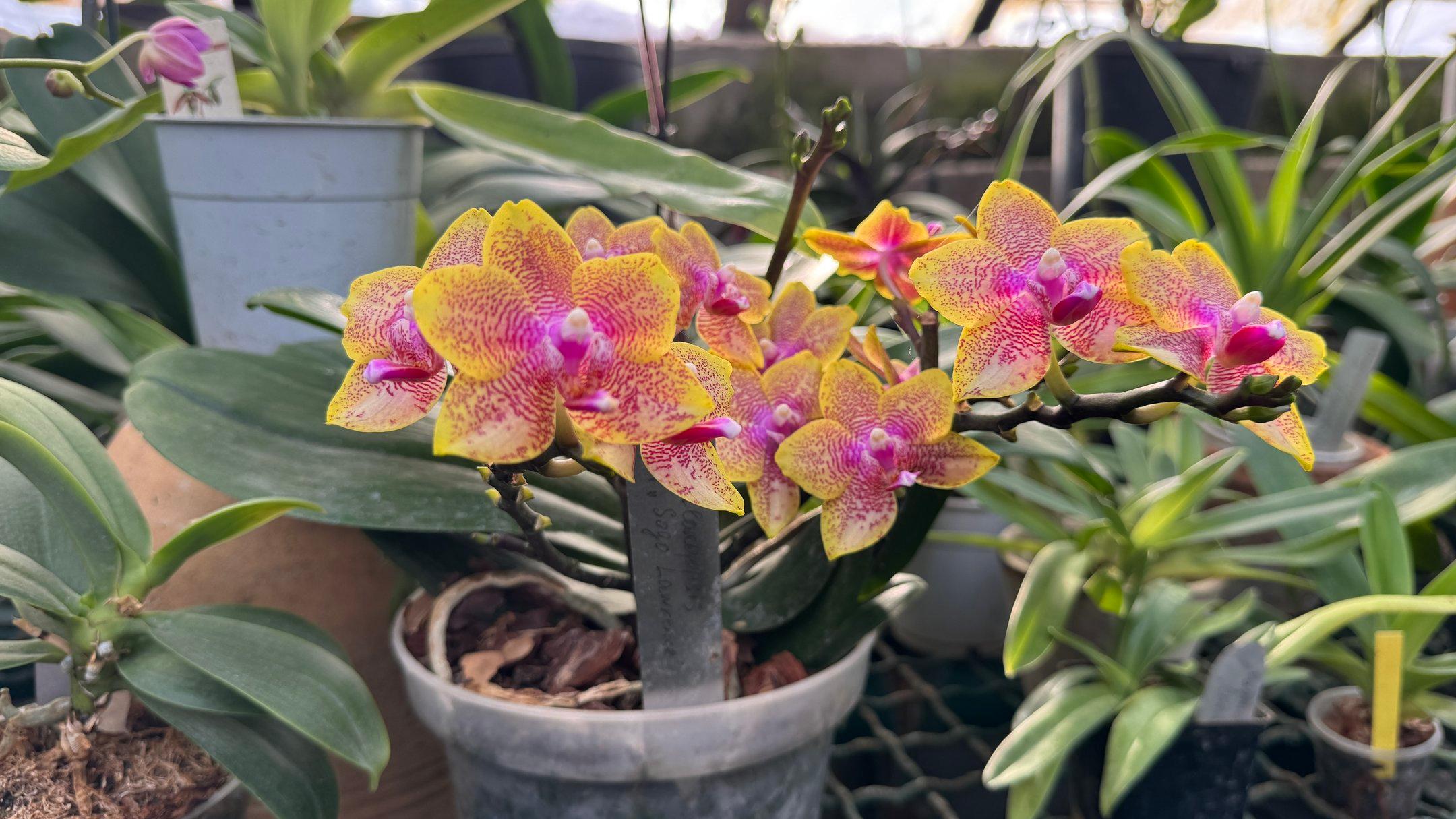 «Загинуть майже миттєво»: Харківський ботсад рятує тропічні рослини у блекаути