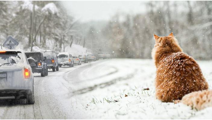 Снігу буде мало, проте морози до -20: прогноз погоди в Україні на тиждень