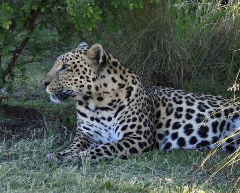 Як живе в Африці евакуйований з Луганщини леопард Брейв (фото)