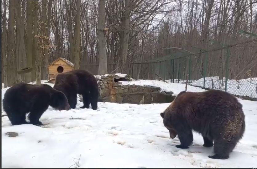 У Галицькому нацпарку на Івано- Франківщині прокинулись ведмеді – весна близько