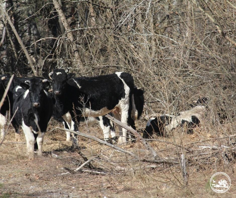 На ватажка здичавілих корів у Чорнобильському заповіднику напав ведмідь