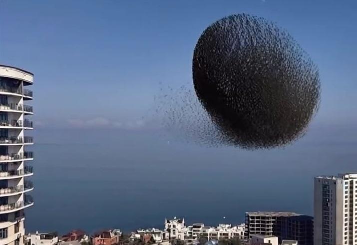 Тисячі птахів влаштували неймовірний «небесний танець» над Одесою