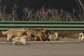 У Китаї сім собак разом пройшли понад 17 км, щоб повернутися додому