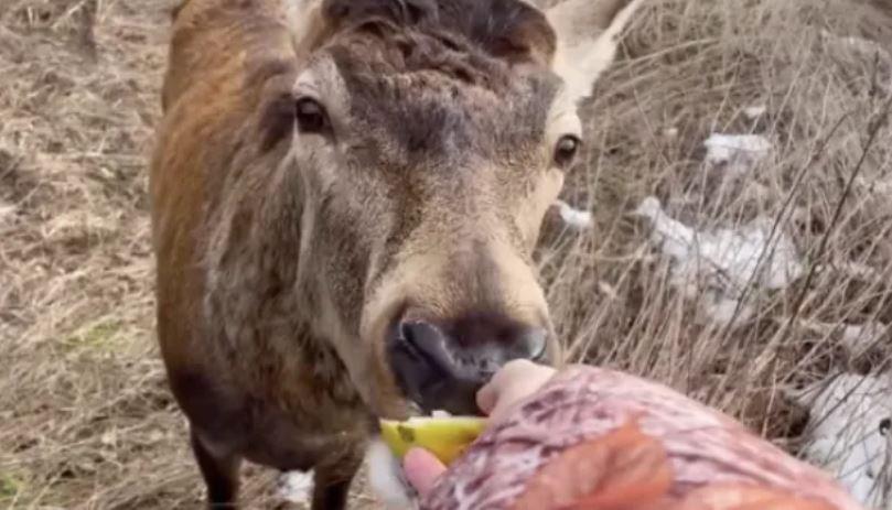 Травми не дозволили перевезти відомого на Рівненщині оленя Бориса  до медиків на Київщину
