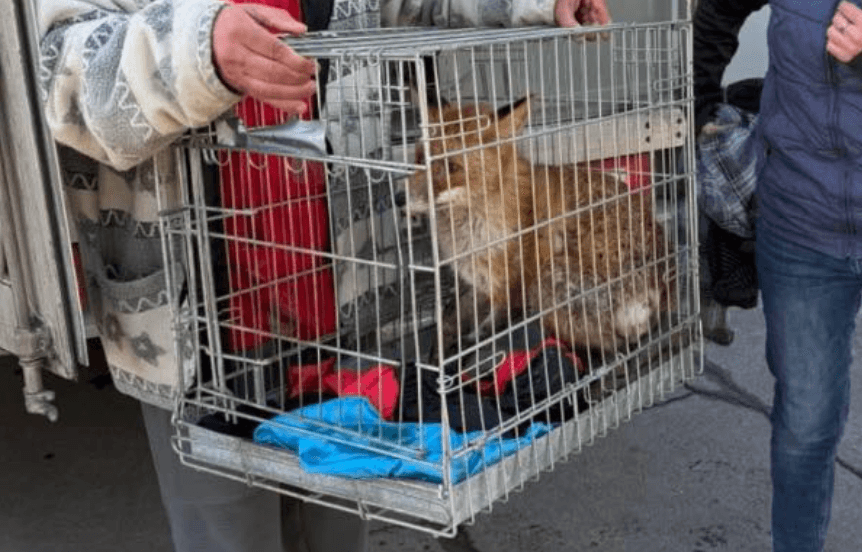 На Київщині намагаються врятувати поранених лисичок: всіх небайдужих просять про допомогу