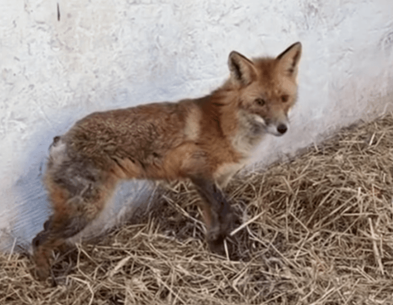 Киян просять допомогти врятувати лиса Назара з відірваним хвостом та зламаною лапою