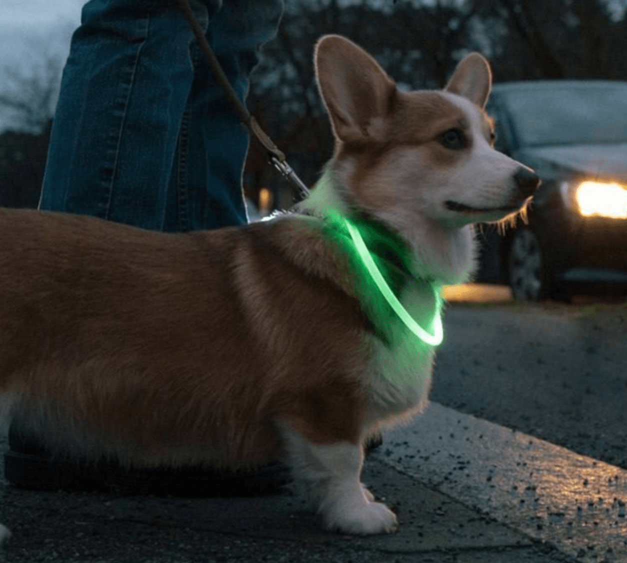 Киян закликають під час прогулянок надягати на своїх пухнастиків нашийник, що світиться