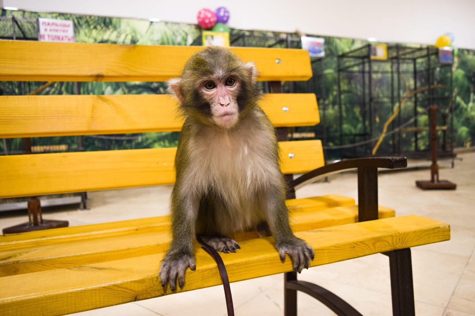 Шанси були «нульові»: в Одесі виходили мавпеня, яке ледь не замучили у контактному зоопарку (відео)