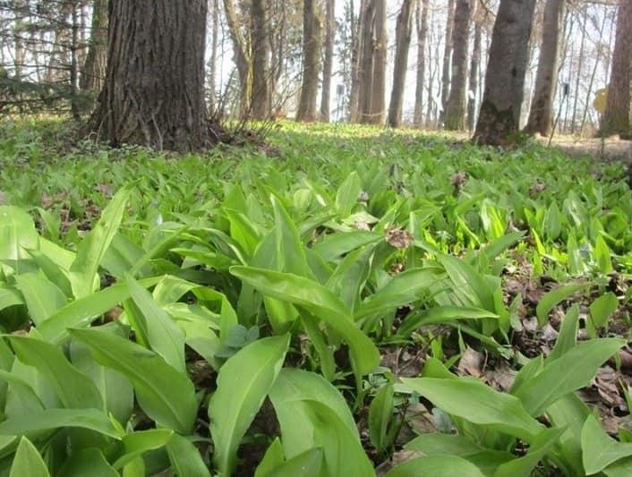Львівський лікар помер після вживання отруйної рослини замість черемші