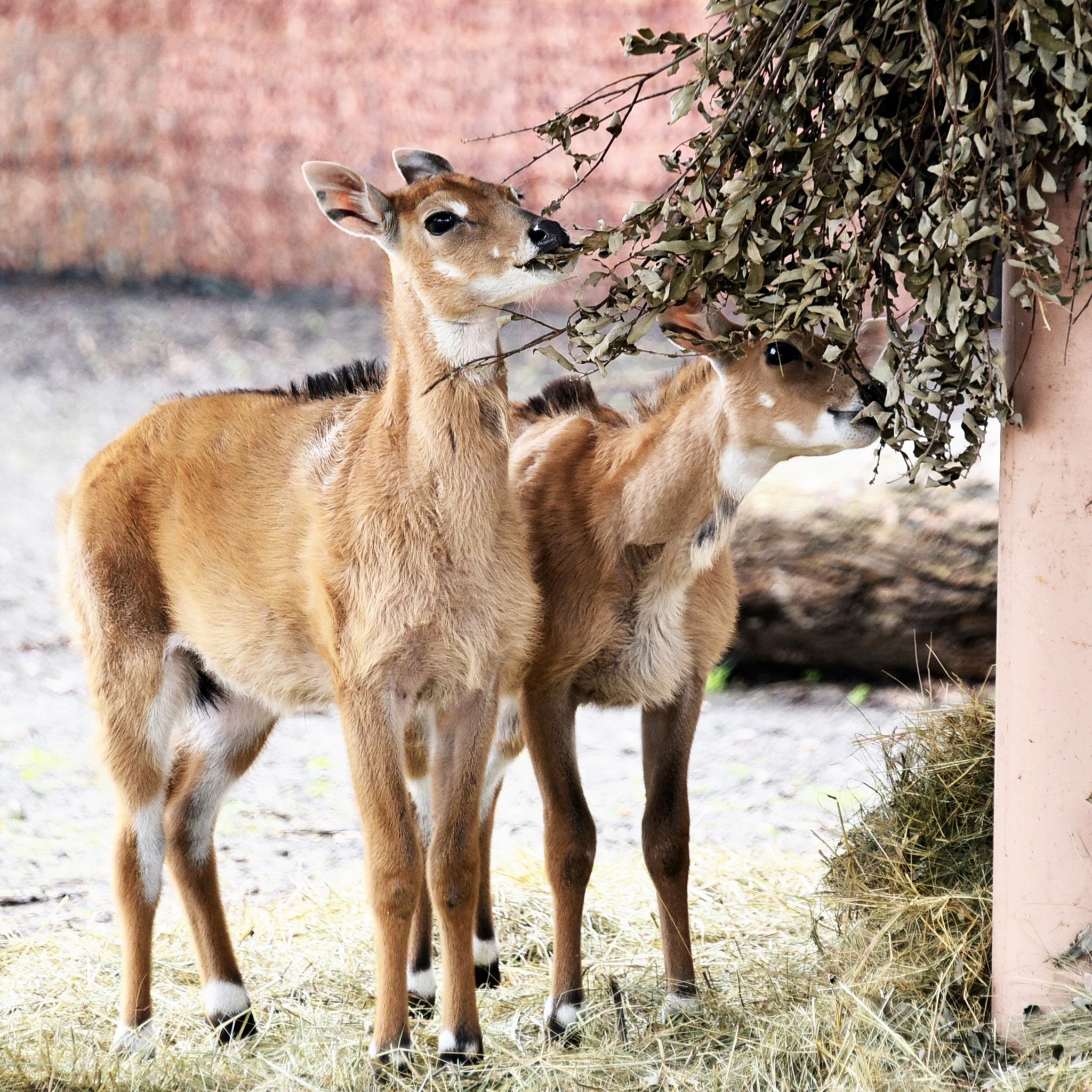Київський зоопарк кличе подивитись на малят антилоп нільгау