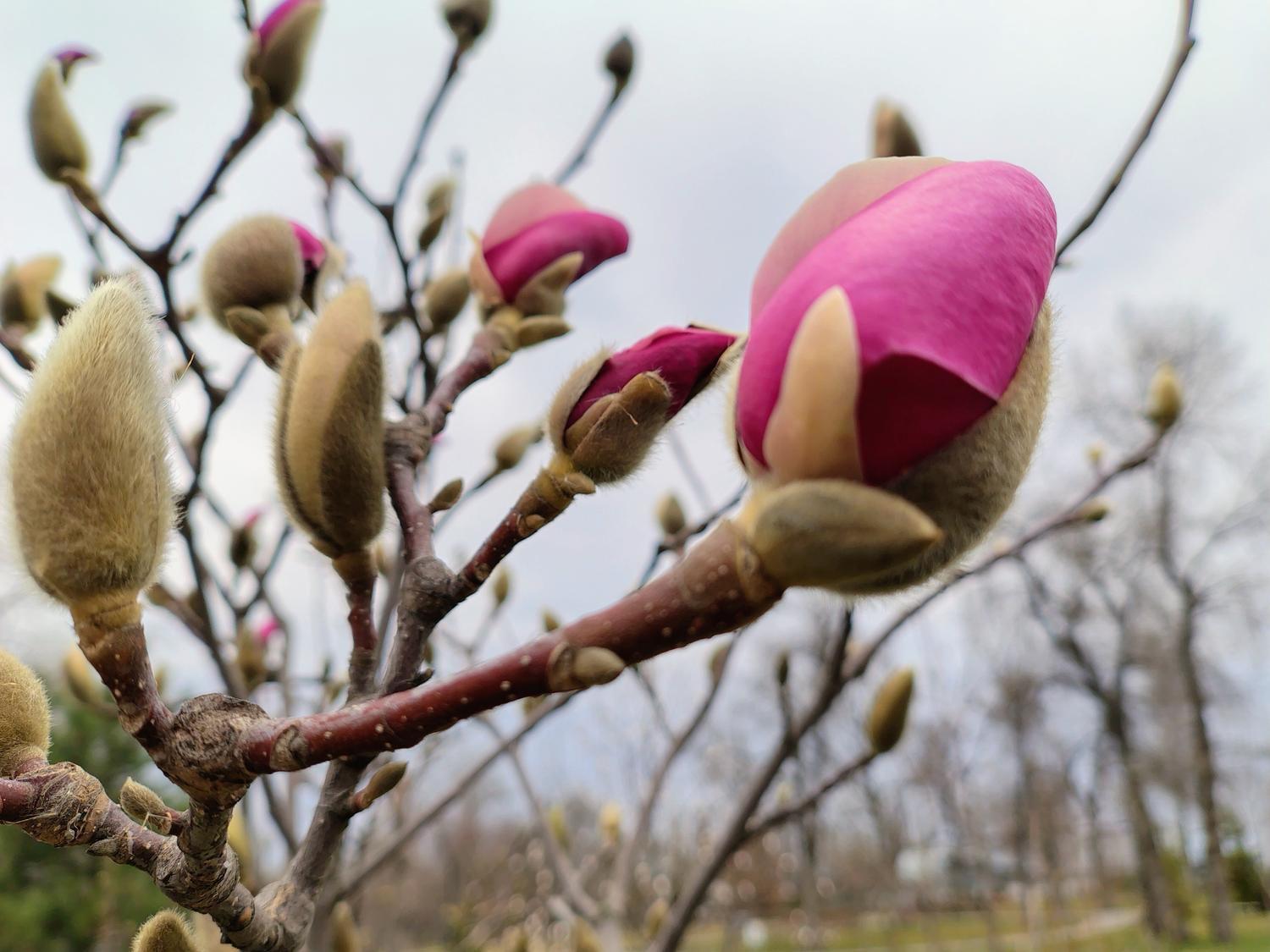 Київ починає квітнути: де помилуватись цвітінням сакур і магнолій