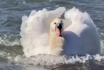 У Полтаві лебідь Укропчик став зіркою соцмереж – причина