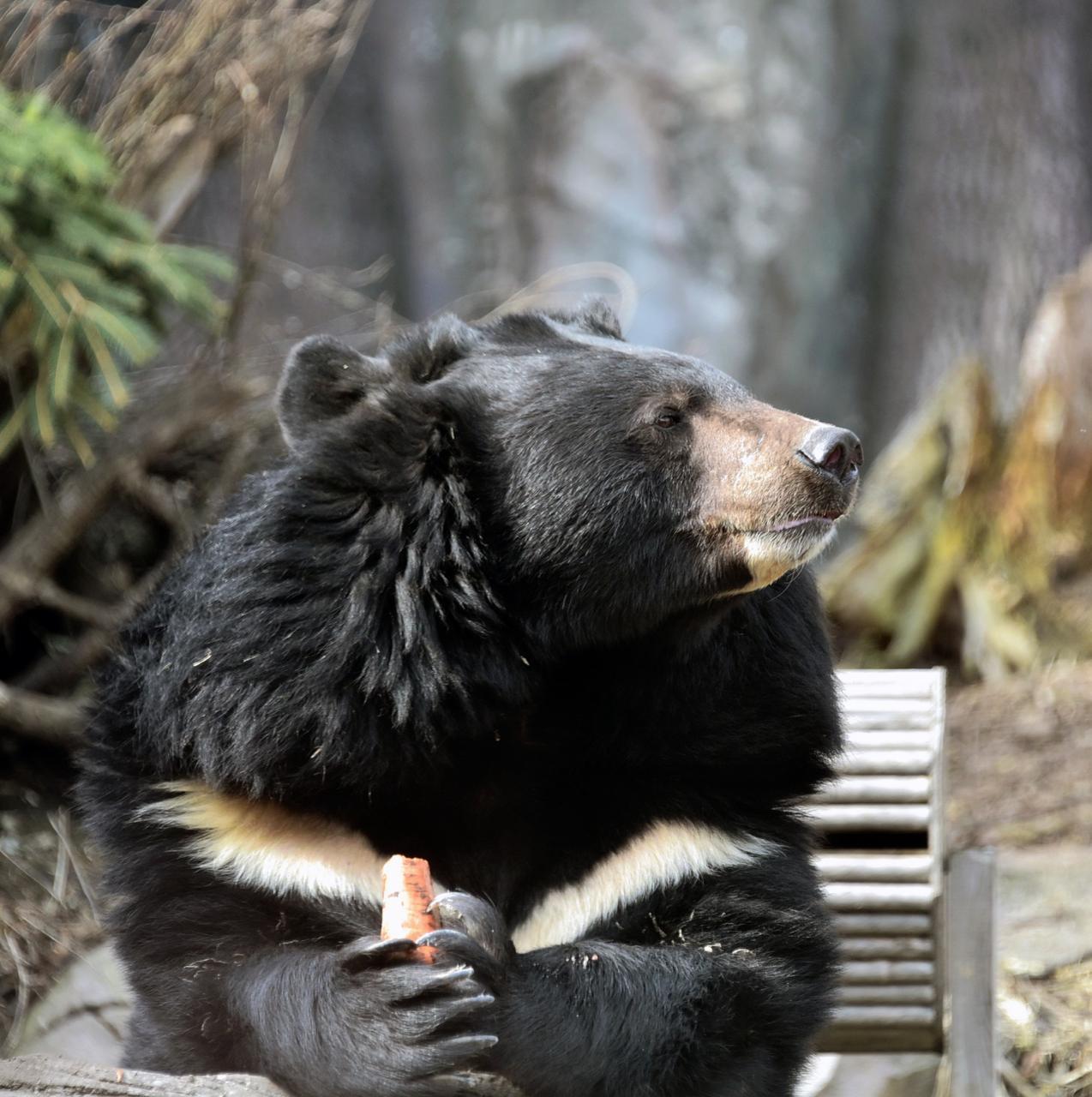 У КиївЗоо остаточно прокинулися уссурійські білогруді ведмеді Бері та Боб
