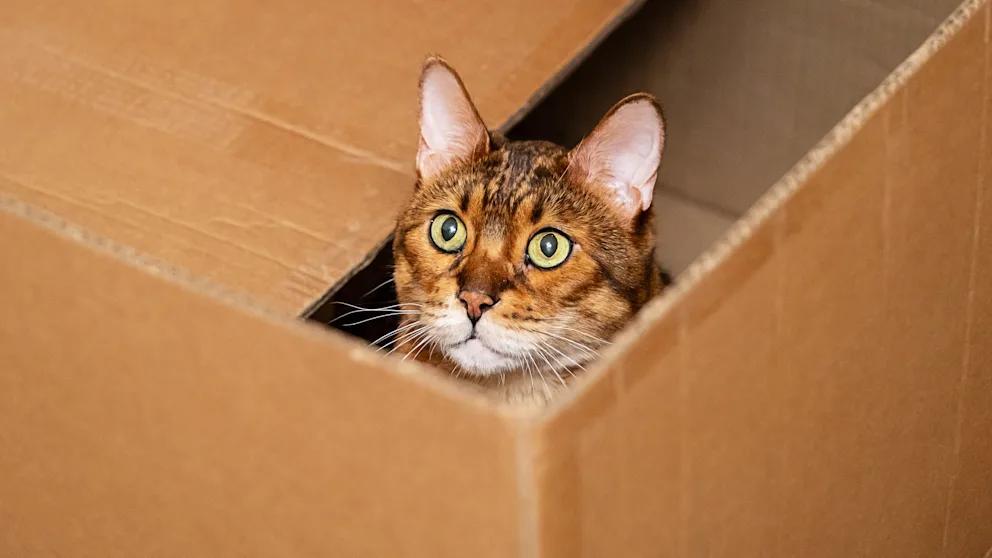 У Відні чоловіка засудили за відправлення кішки поштою до Німеччини