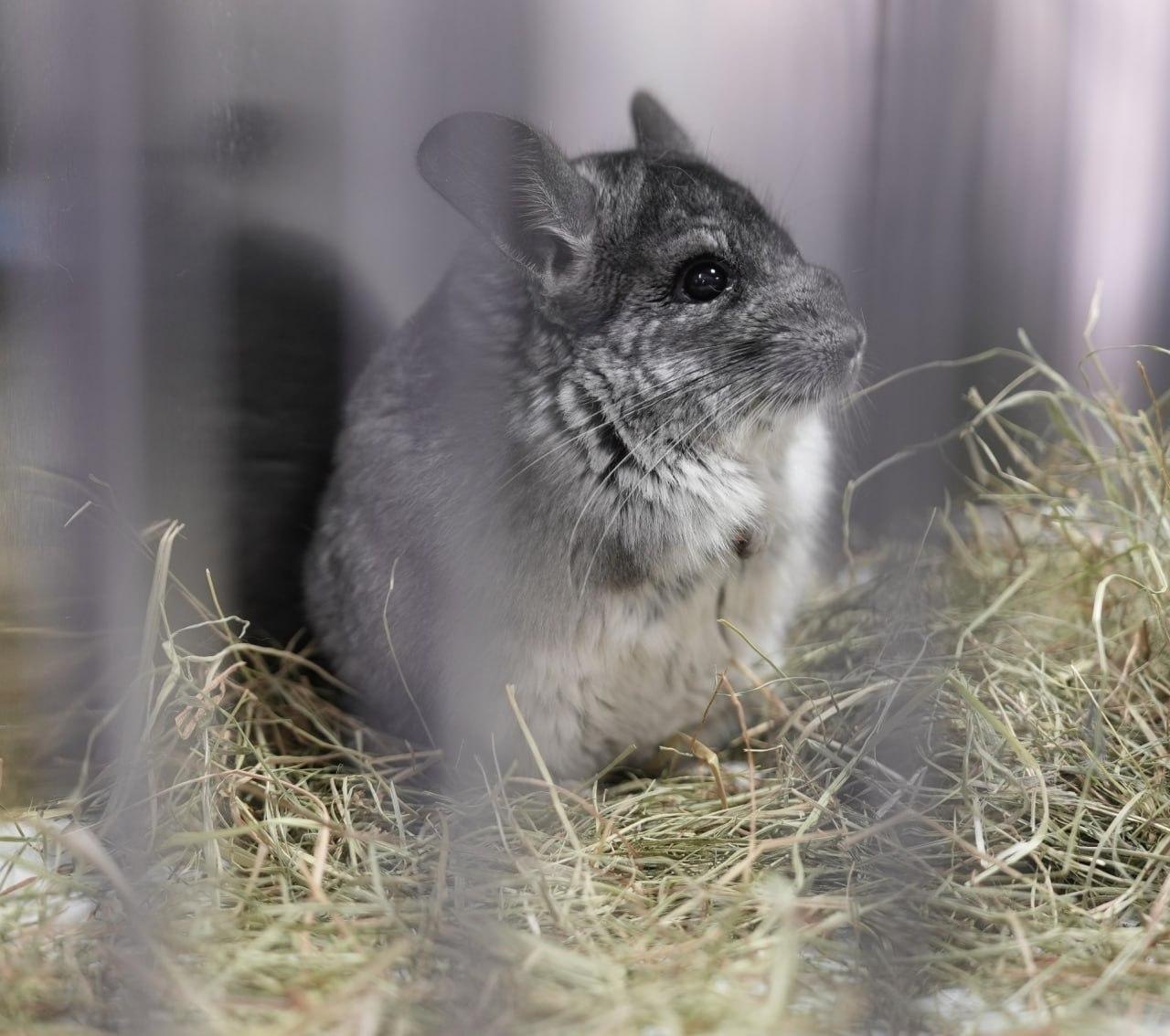 З прифронтового Покровського евакуювали 20 шиншил із “чорного” розплідника