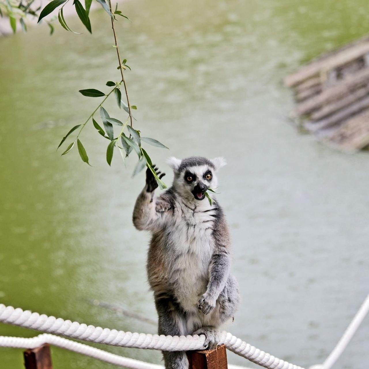 У Київському зоопарку прихистили лемура Котика, який постраждав від домашнього утримання