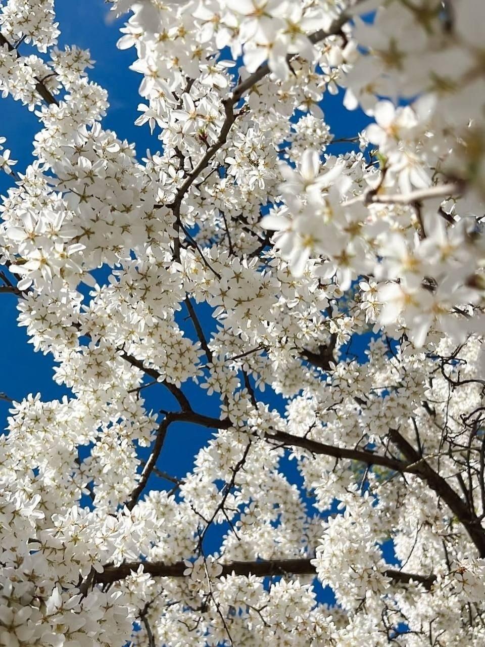 Квітучі локації: де гуляти у Києві у розпал весни