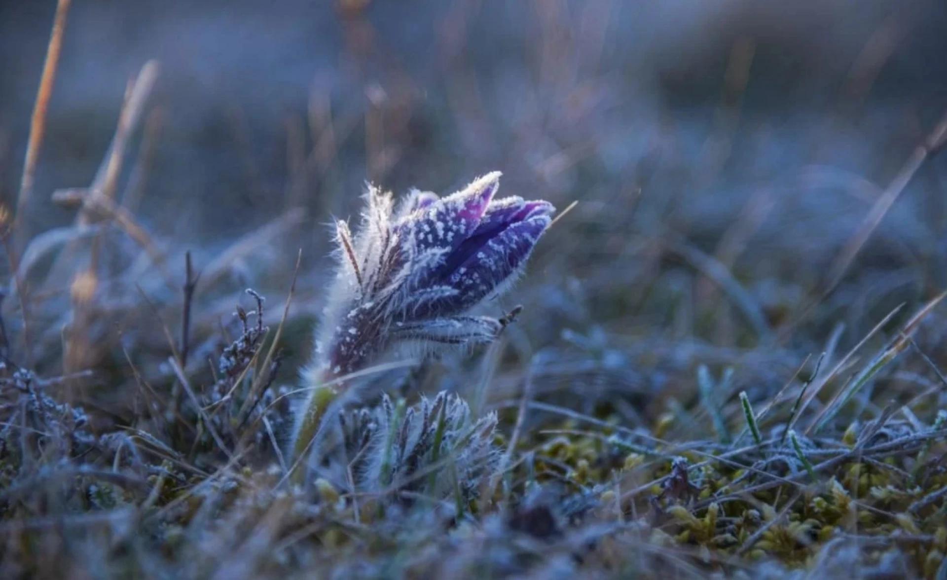 25 квітня на Київщині очікують нічні заморозки на ґрунті, вдень — потепління та місцями невеликий дощ