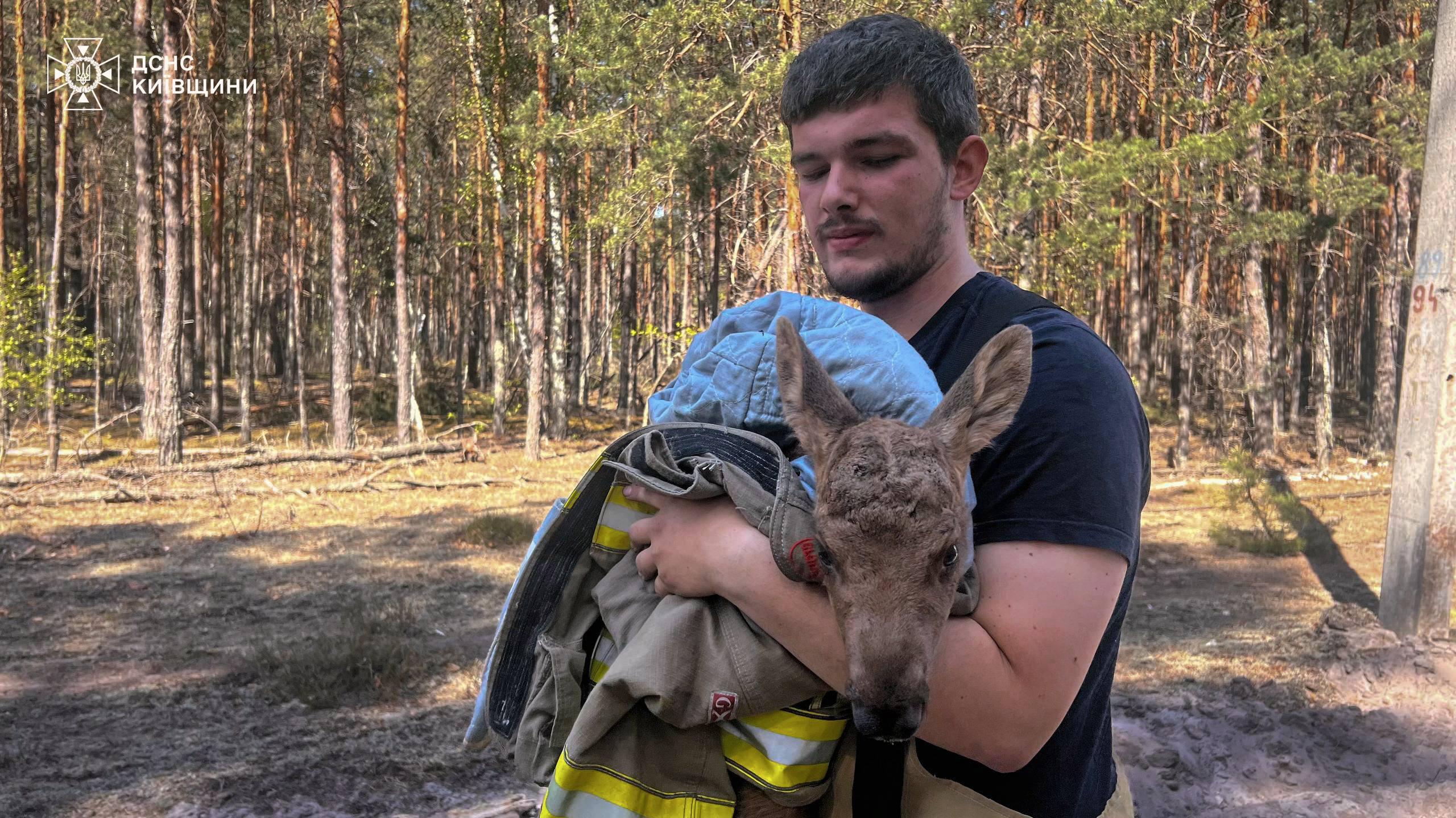 У палаючому Чорнобильському лісі врятували червонокнижне лосеня