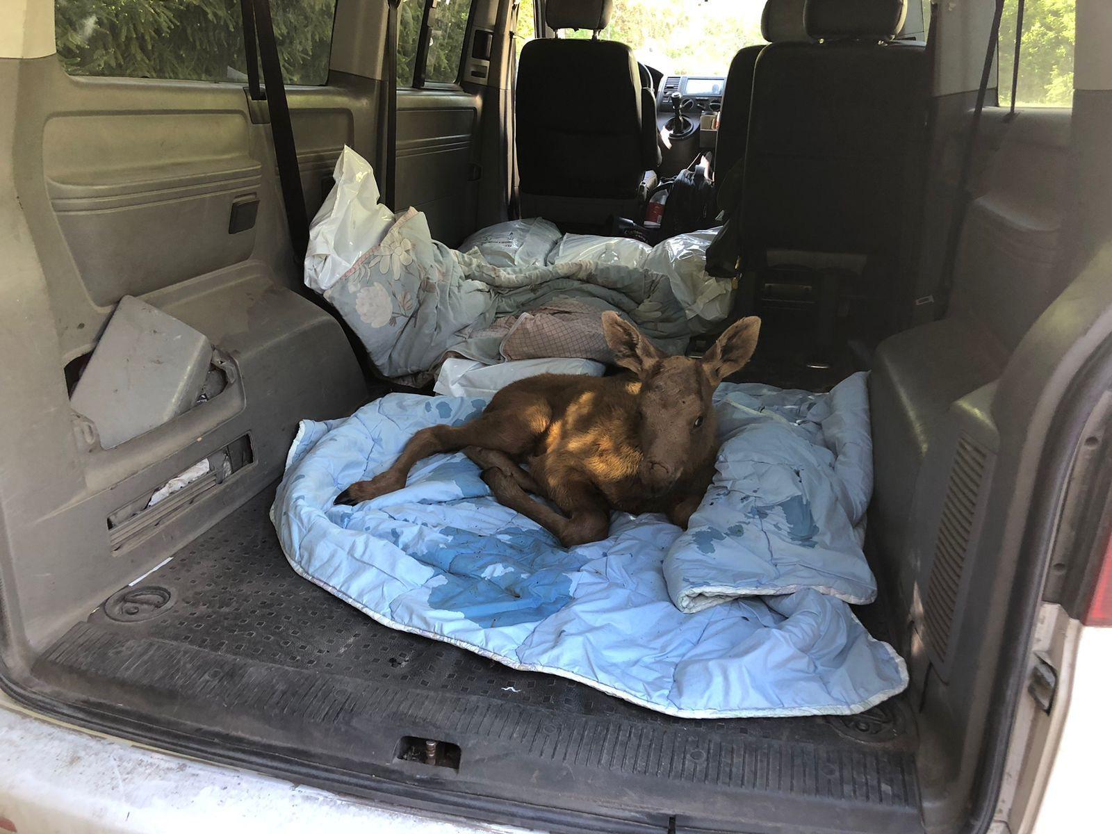 Із зони пожежі у Чорнобильському заповіднику врятували ще одне лосеня