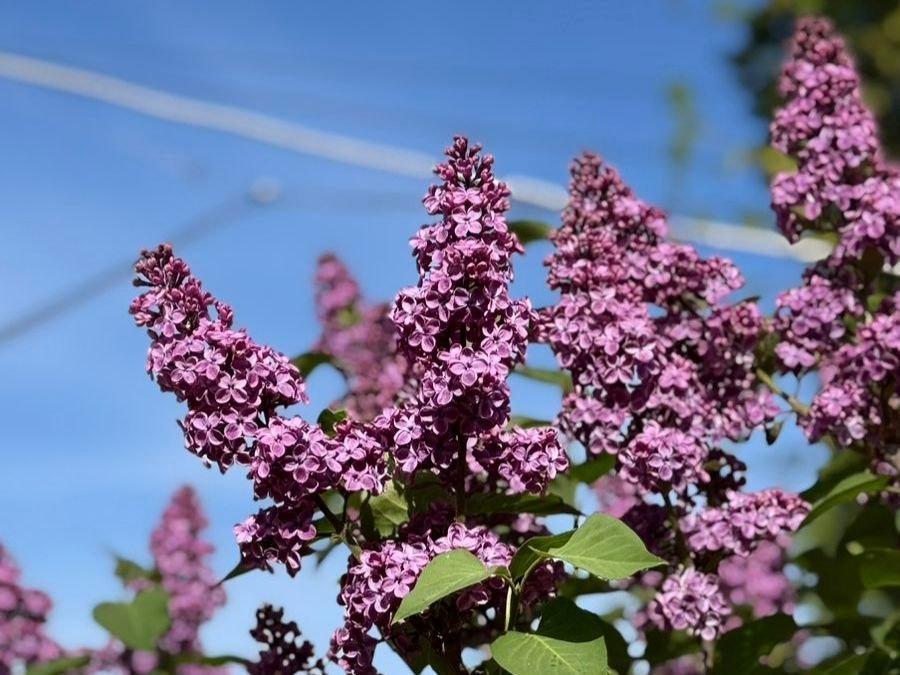 Киянка розповіла, що після Ботсаду “зняли з себе і собаки” понад 50 кліщів