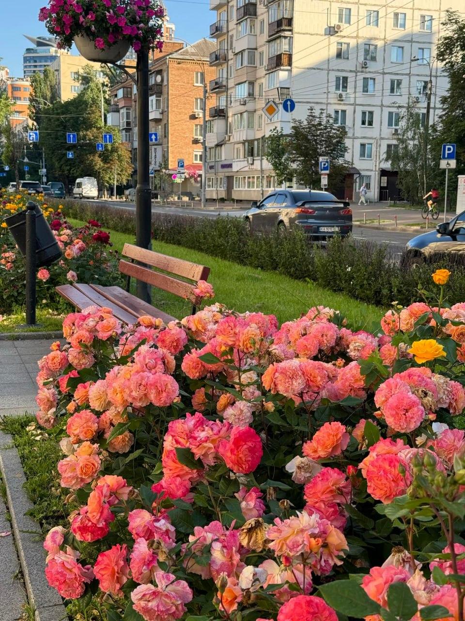 На бульварі Лесі Українки розквітли троянди – фото