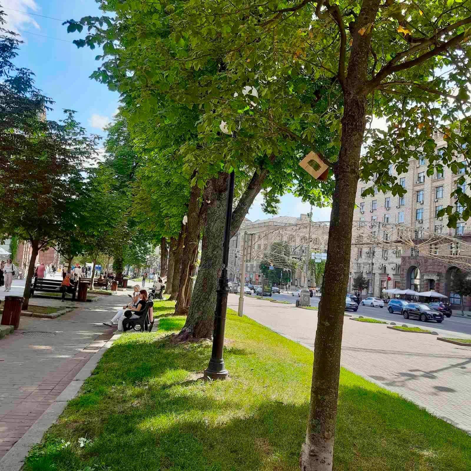 Київські каштани рятують від молі за допомогою феромонних пасток