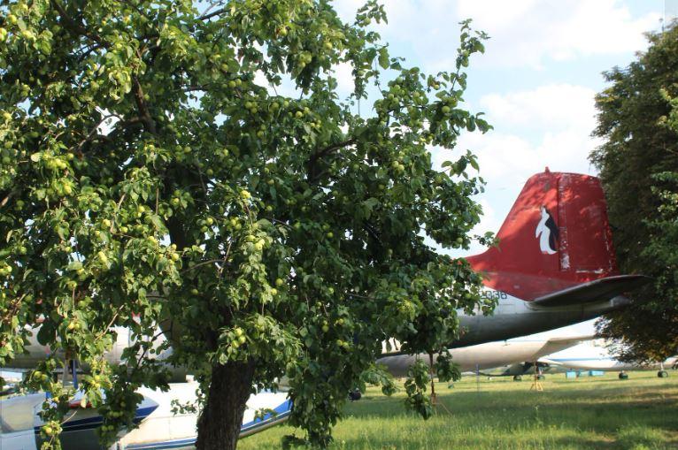 Яблуневі сади на території авіаційних закладів — не випадковість