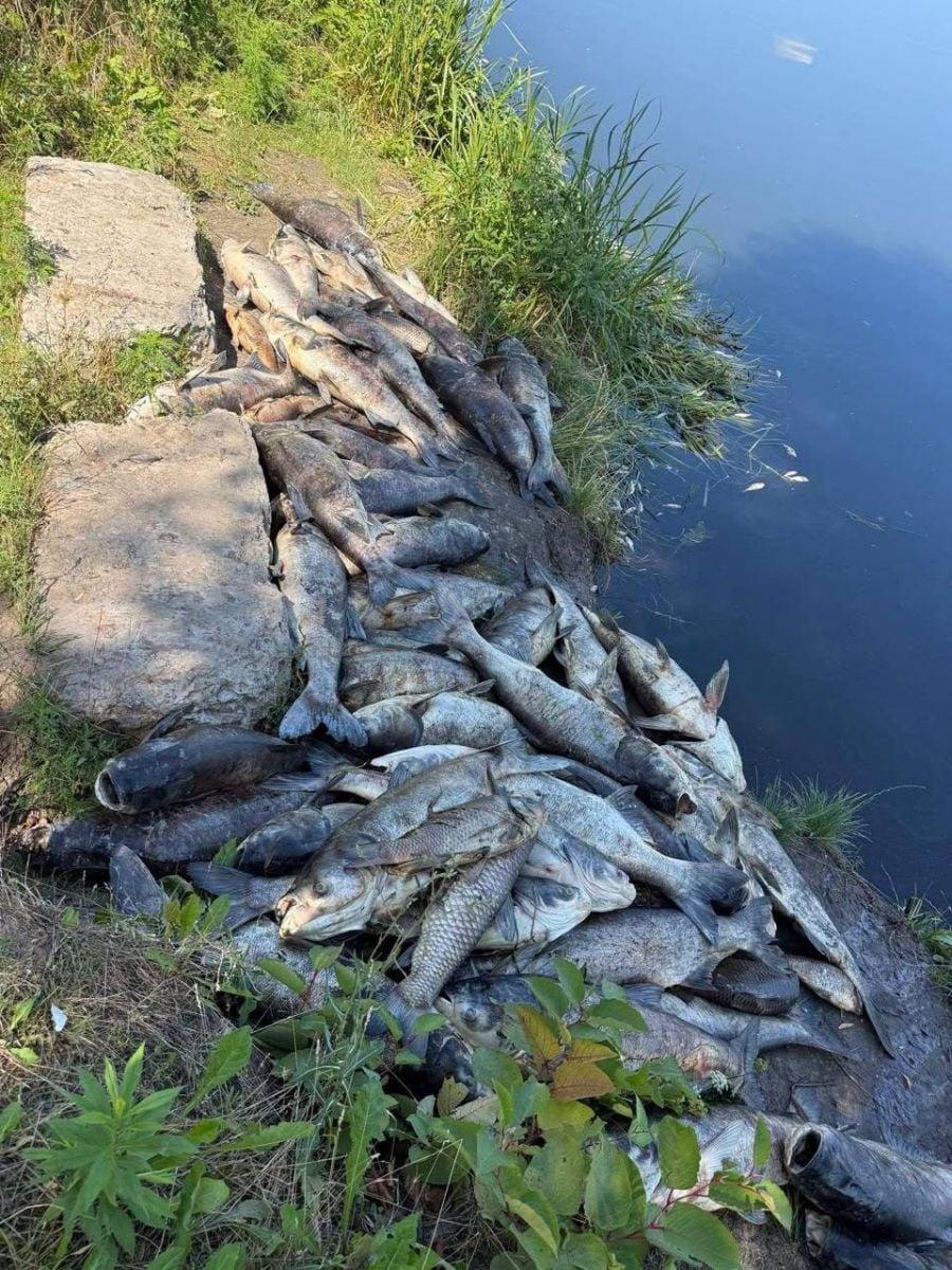 Ймовірне джерело забруднення водойм Борщагівської громади ліквідували