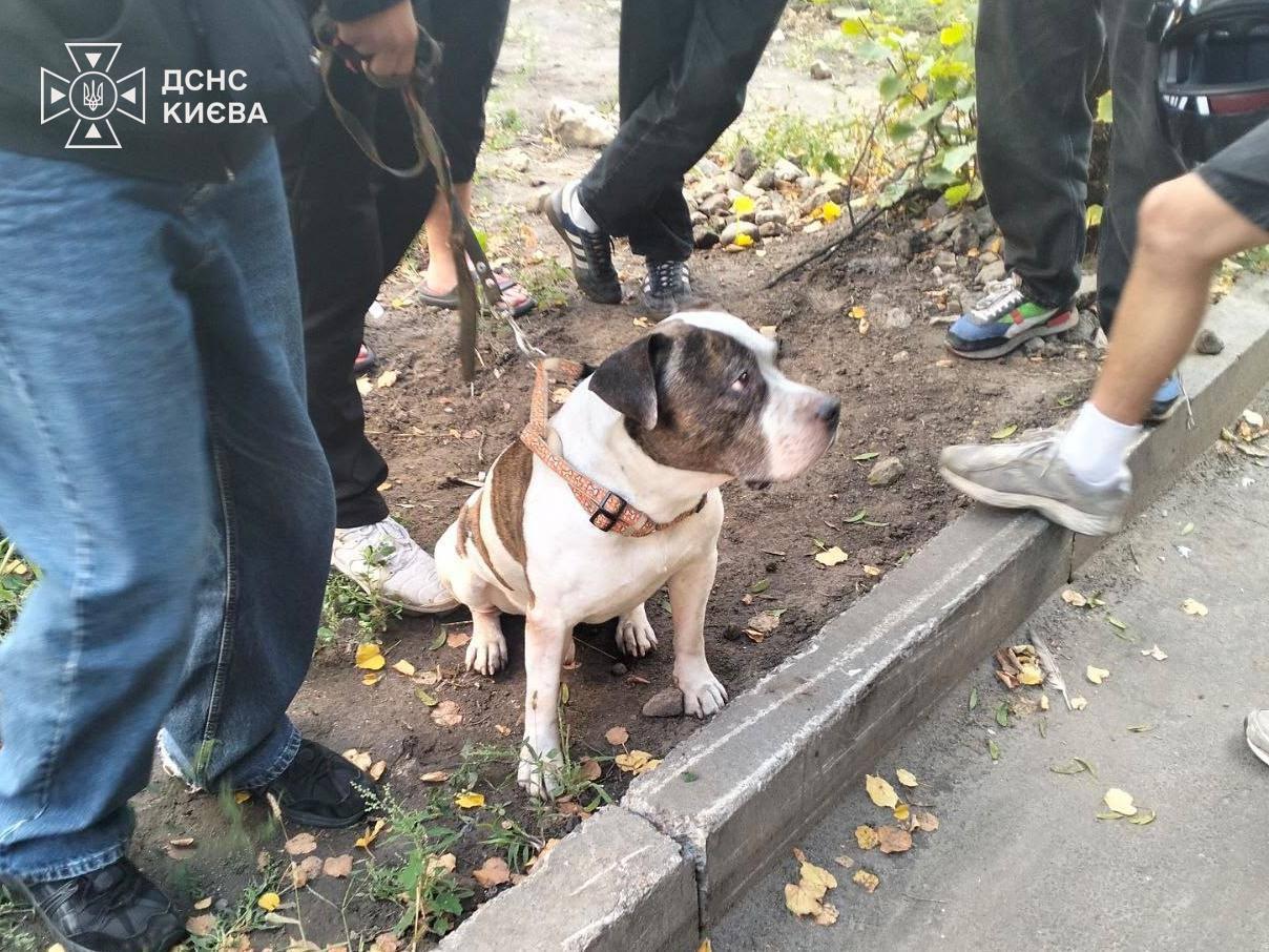 У Подільському районі з палаючої квартири врятували собаку