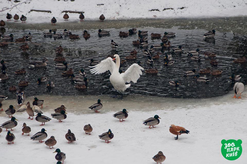 лебеди и утки