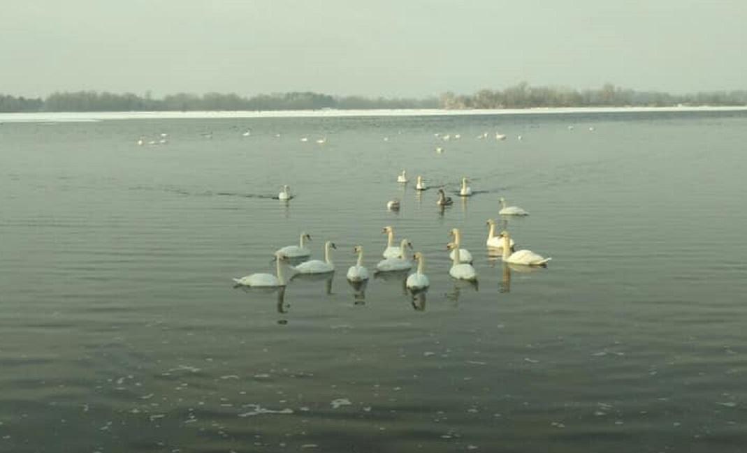 БСА, лебеди