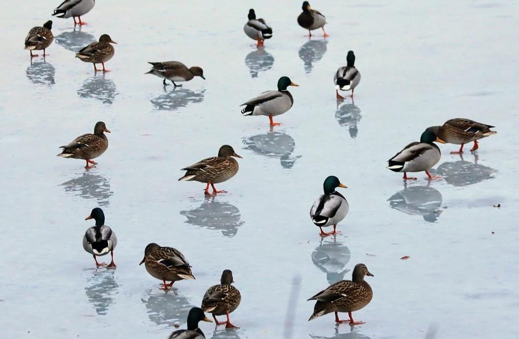 зима качки на озері