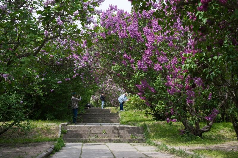 Бузкова алея (фото: РБК-Україна/Віталій Носач)